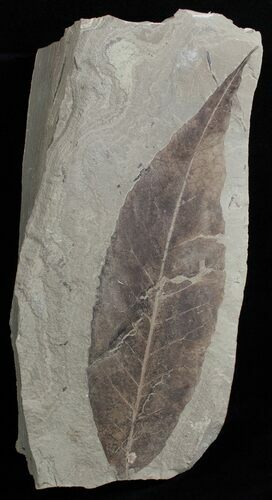 Fossil Allophylus flexifolia Leaf - Green River Formation #2321